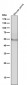 Anti-Tyrosine Hydroxylase TH Rabbit Monoclonal Antibody
